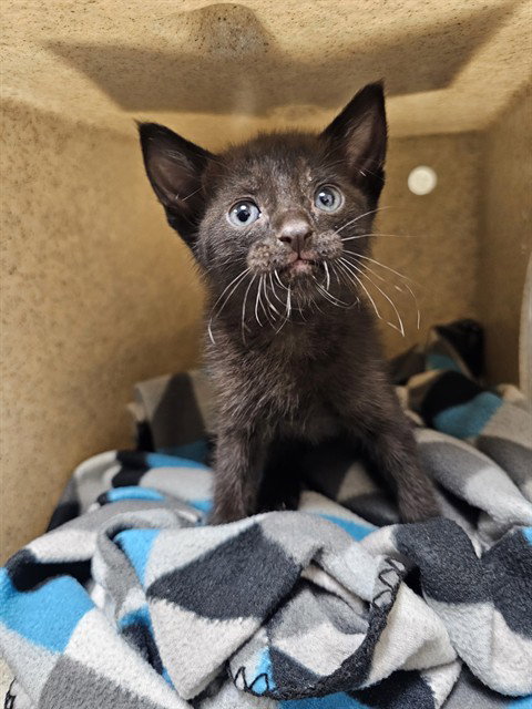 ONYX, a cat for adoption from Riverside County Animal Control - Riverside Shelter