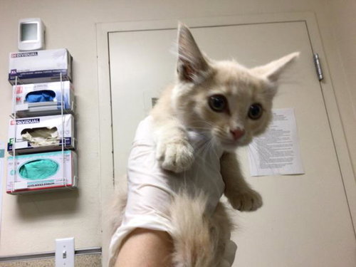 RED, a cat for adoption from Riverside County Animal Control - Riverside Shelter
