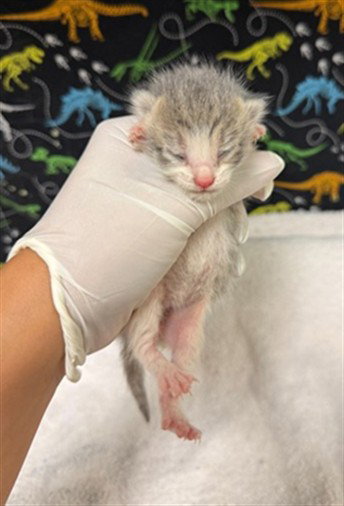GRIFF, a cat for adoption from Riverside County Animal Control - Riverside Shelter