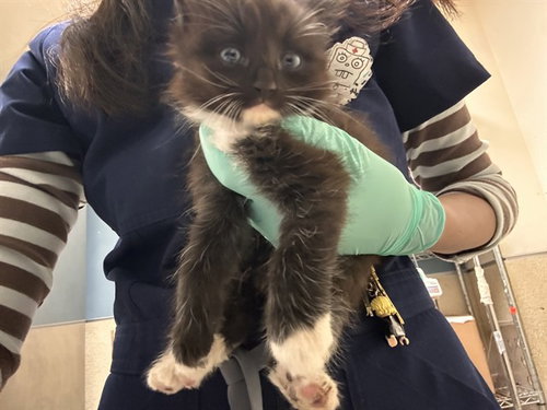 ASTRID, a cat for adoption from Riverside County Animal Control - Riverside Shelter