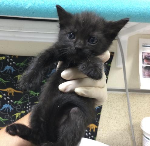 ZORO, a cat for adoption from Riverside County Animal Control - Riverside Shelter