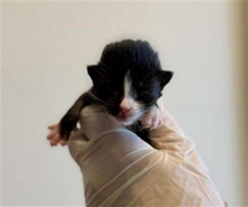MS. DAISY, a cat for adoption from Riverside County Animal Control - Riverside Shelter
