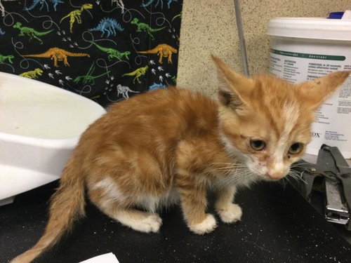 FIONA, a cat for adoption from Riverside County Animal Control - Riverside Shelter