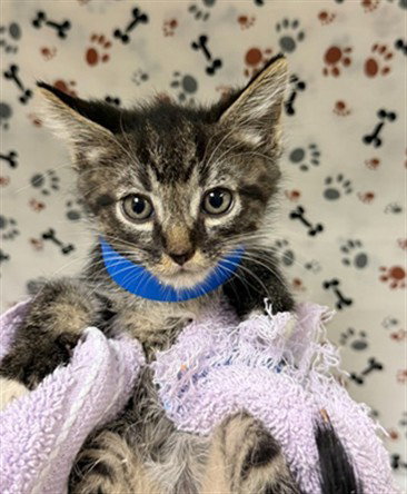 LUKE, a cat for adoption from Riverside County Animal Control - Riverside Shelter