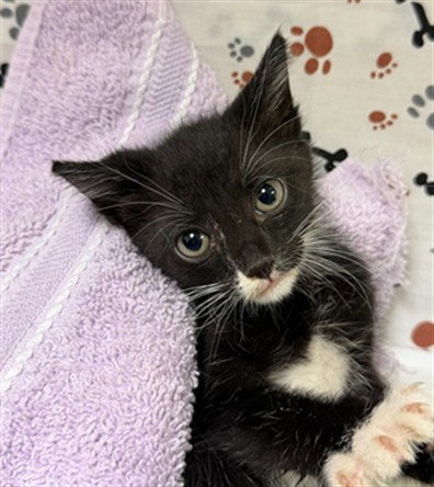 LYLA, a cat for adoption from Riverside County Animal Control - Riverside Shelter