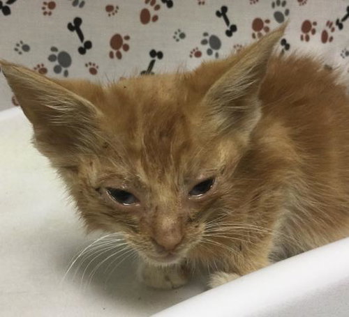 ROMEO, a cat for adoption from Riverside County Animal Control - Riverside Shelter