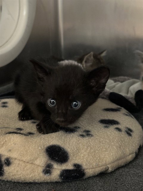 BINX, a cat for adoption from Riverside County Animal Control - Riverside Shelter