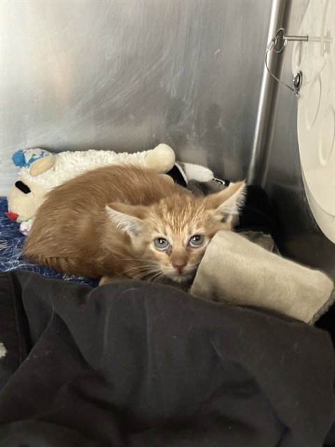 CANDY, a cat for adoption from Riverside County Animal Control - Riverside Shelter