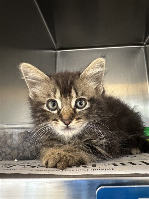 CLEOPATRA, a cat for adoption from Riverside County Animal Control - Riverside Shelter