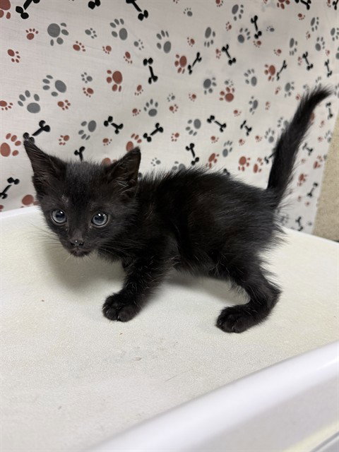 FINN, a cat for adoption from Riverside County Animal Control - Riverside Shelter