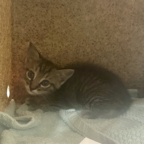 SANDY CHEEKS, a cat for adoption from Riverside County Animal Control - Riverside Shelter