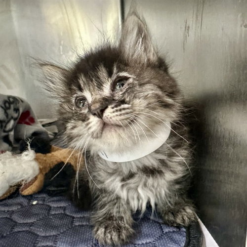 FERGIE, a cat for adoption from Riverside County Animal Control - Riverside Shelter