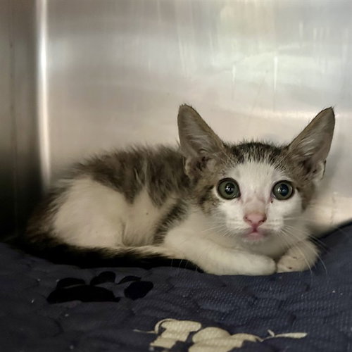 TIM, a cat for adoption from Riverside County Animal Control - Riverside Shelter