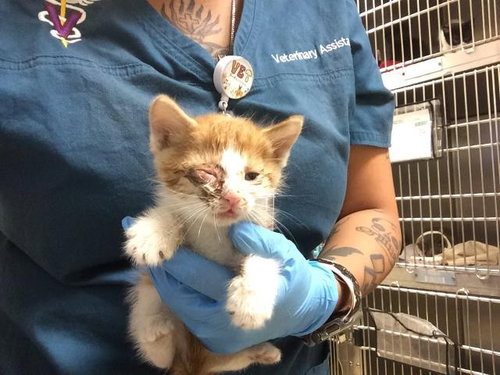 A1931890, a cat for adoption from Riverside County Animal Control - Riverside Shelter