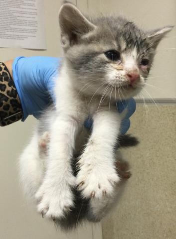 A1931891, a cat for adoption from Riverside County Animal Control - Riverside Shelter