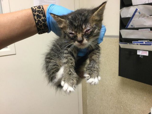 A1931893, a cat for adoption from Riverside County Animal Control - Riverside Shelter