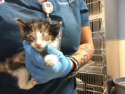 A1931895, a cat for adoption from Riverside County Animal Control - Riverside Shelter