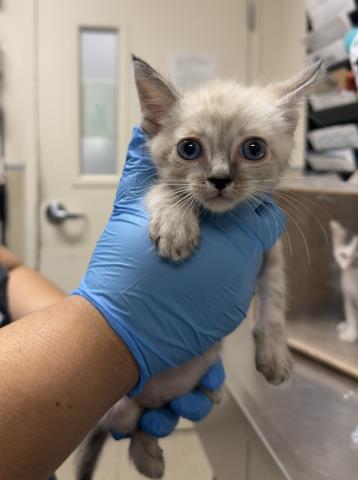 SINGLETON, a cat for adoption from Riverside County Animal Control - Riverside Shelter