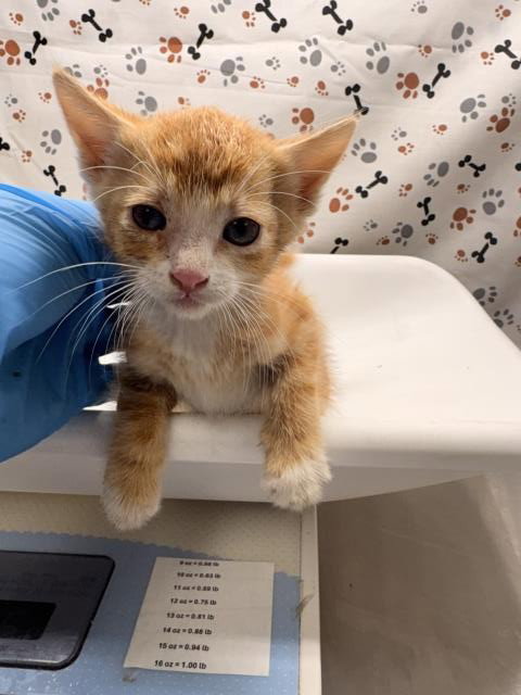 MO, a cat for adoption from Riverside County Animal Control - Riverside Shelter