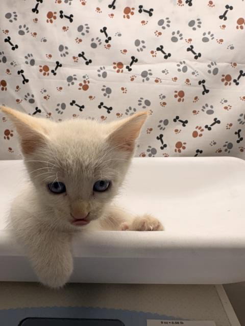 CURLY, a cat for adoption from Riverside County Animal Control - Riverside Shelter