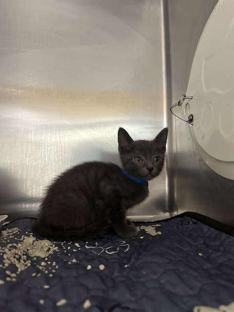ANGEL, a cat for adoption from Riverside County Animal Control - Riverside Shelter