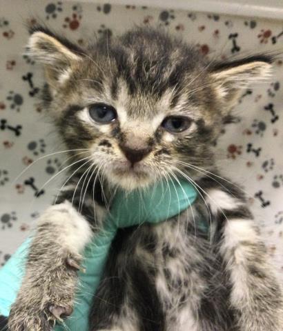 JACOB, a cat for adoption from Riverside County Animal Control - Riverside Shelter