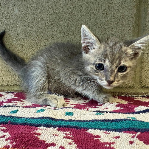 WINKY, a cat for adoption from Riverside County Animal Control - Riverside Shelter