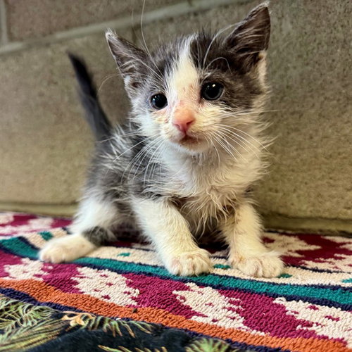SLINKY, a cat for adoption from Riverside County Animal Control - Riverside Shelter