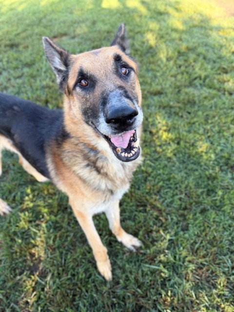 KYLO, a dog for adoption from Riverside County Animal Control - Riverside Shelter