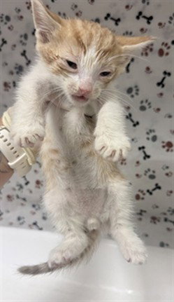 JIM, a cat for adoption from Riverside County Animal Control - Riverside Shelter