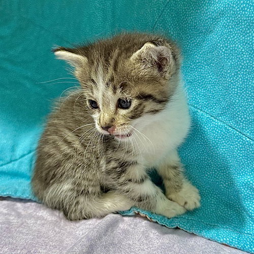 RIVER, a cat for adoption from Riverside County Animal Control - Riverside Shelter