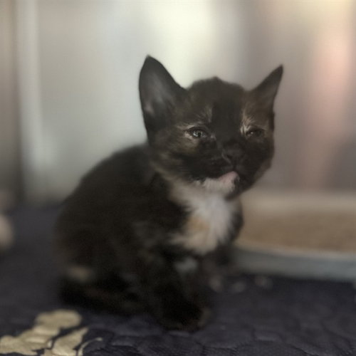 TOODLES, a cat for adoption from Riverside County Animal Control - Riverside Shelter