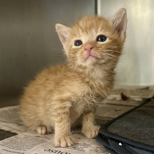 NOBARA, a cat for adoption from Riverside County Animal Control - Riverside Shelter