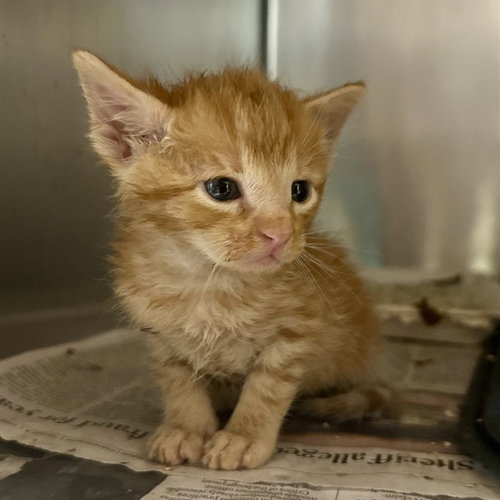 SUKUNA, a cat for adoption from Riverside County Animal Control - Riverside Shelter