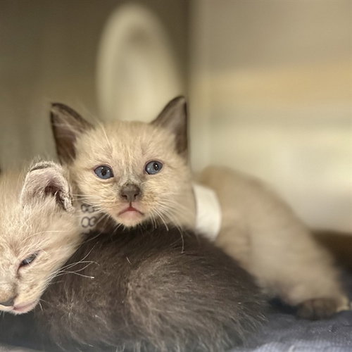 SUMMER, a cat for adoption from Riverside County Animal Control - Riverside Shelter