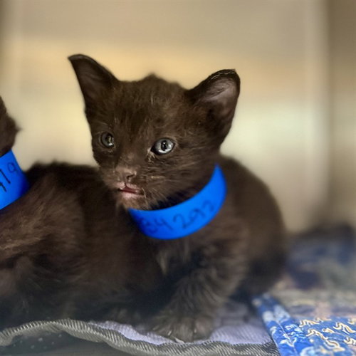 RYAN, a cat for adoption from Riverside County Animal Control - Riverside Shelter