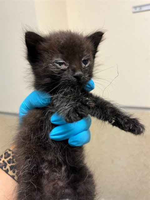 DAIRYQUEEN, a cat for adoption from Riverside County Animal Control - Riverside Shelter