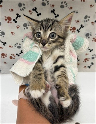MONKEY, a cat for adoption from Riverside County Animal Control - Riverside Shelter