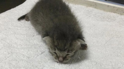 MR TINY, a cat for adoption from Riverside County Animal Control - Riverside Shelter