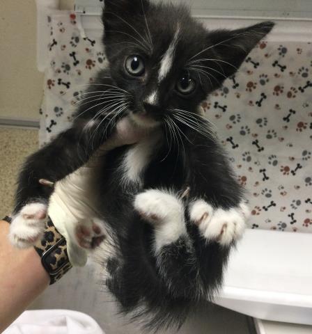 SKUNKY, a cat for adoption from Riverside County Animal Control - Riverside Shelter