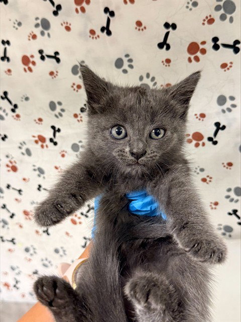 TWEETY, a cat for adoption from Riverside County Animal Control - Riverside Shelter