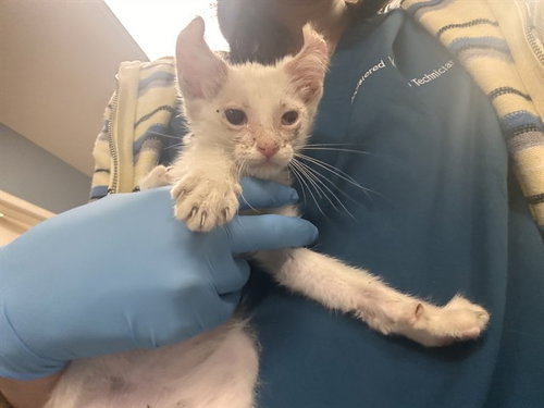 LAUGHLAND, a cat for adoption from Riverside County Animal Control - Riverside Shelter