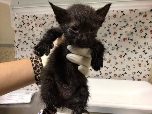 LABOR DAY, a cat for adoption from Riverside County Animal Control - Riverside Shelter