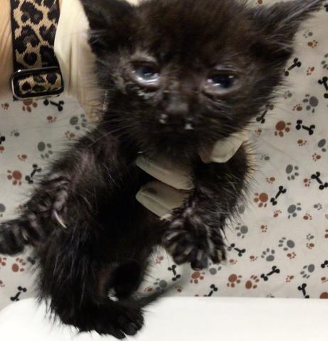 NEW YEARS, a cat for adoption from Riverside County Animal Control - Riverside Shelter