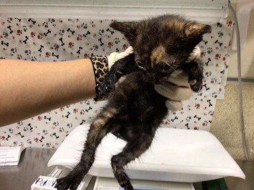 CHRISTMAS, a cat for adoption from Riverside County Animal Control - Riverside Shelter