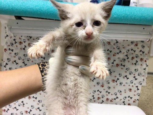 JUNETEENTH, a cat for adoption from Riverside County Animal Control - Riverside Shelter