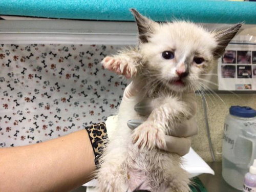 THANKSGIVING, a cat for adoption from Riverside County Animal Control - Riverside Shelter