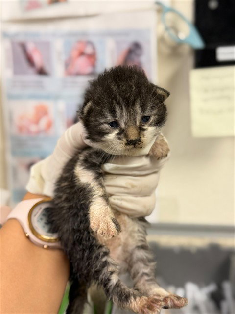 ESTRELLA, a cat for adoption from Riverside County Animal Control - Riverside Shelter