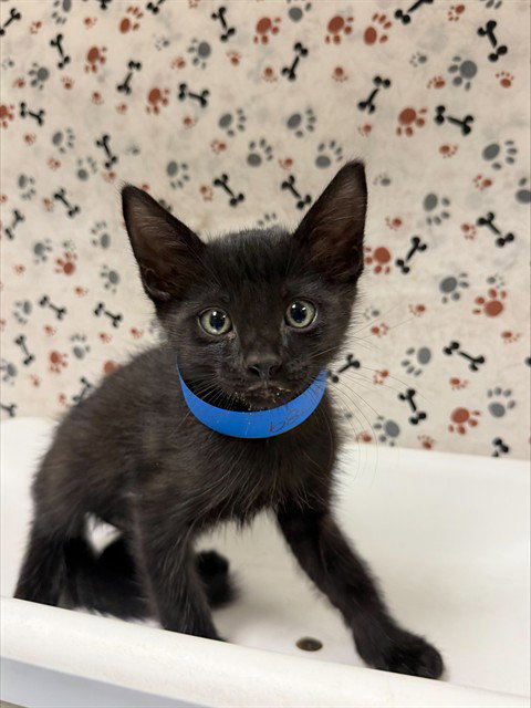 SOLO, a cat for adoption from Riverside County Animal Control - Riverside Shelter