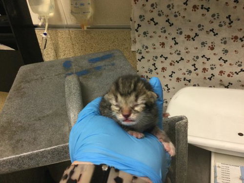 SCARLETT, a cat for adoption from Riverside County Animal Control - Riverside Shelter